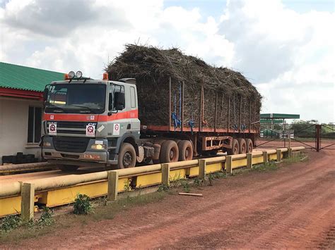 Napier Grass Is Effective Feedstock For Biomass Power