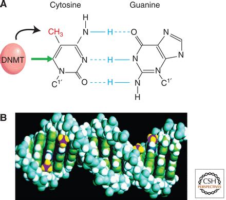 Dna Methylation In Mammals