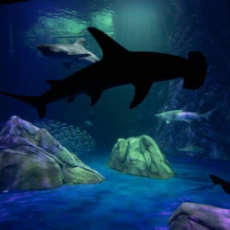 Georgia Aquarium’s SHARKS! Predators of the Deep Opens Today! | Oculus ...