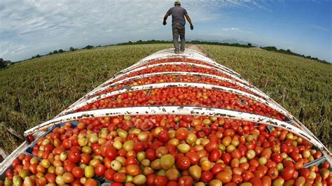 American Agriculture Technology Harvest Billions Of Tomatoes In