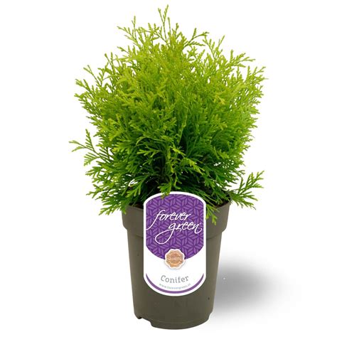 Thuja Occidentalis Golden Globe Plant Wholesale Floraccess