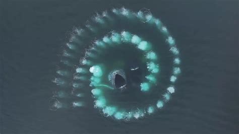 Humpback Whales Create Mesmerizing Fibonacci Spiral to Capture Prey in ...