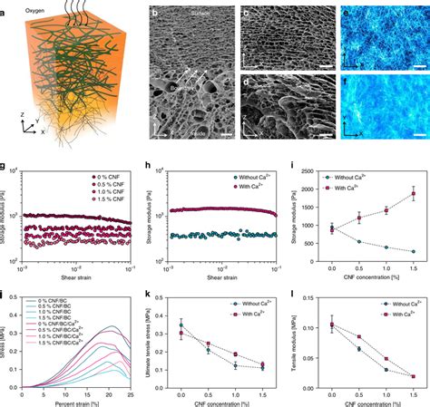 Physical Properties Of The CNF BC Hydrogel A Schematic Representation