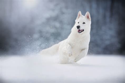 白色德国牧羊犬高清宠物狗狗摄影图片