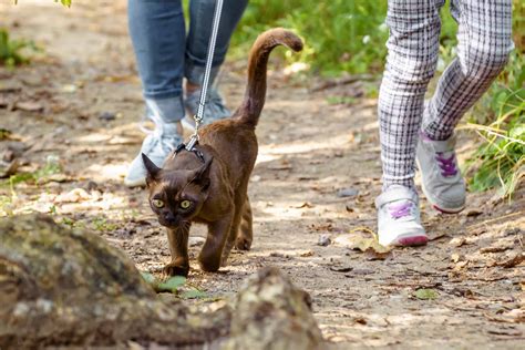 Tips To Leash Train Your Cat Like A Pro