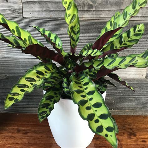 Gardening Plants Floral Garden Crafts Rattlesnake Calathea Plants