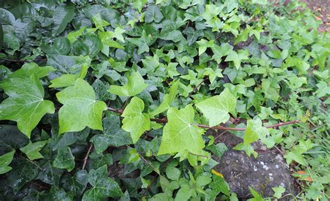 Hera Saiba Tudo Sobre Essa Planta Guia Das Suculentas