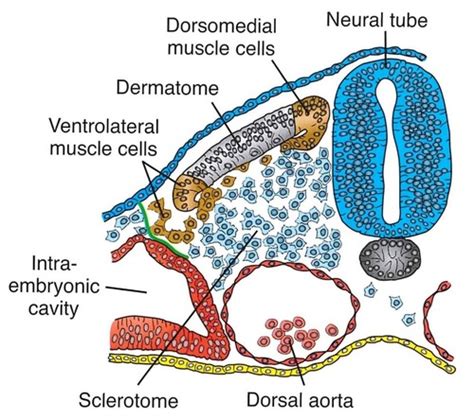 Lecture 3 Embryology Of Muscle B2 Flashcards Quizlet