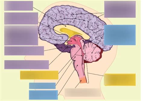 Diagram Of U Aos Functions Of Divisions Of The Brain Quizlet