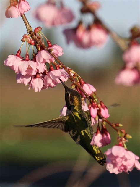 Pink Cascade Cherry J Frank Schmidt Son Co