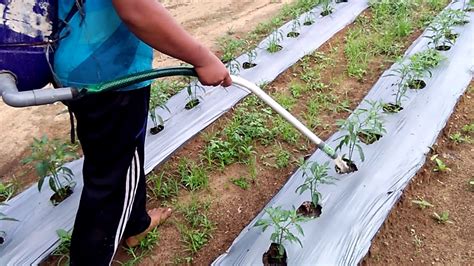 Gambar Tanaman Cabe Umur 2 Minggu Panduan Lengkap Untuk Menentukan