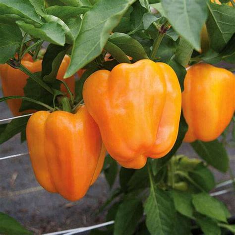 Buy Capsicum Orange Imported Vegetable Seeds Online From Nurserylive