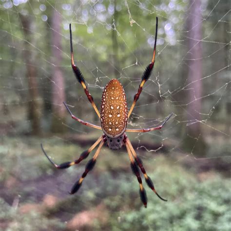 Golden Silk Orb-Weavers – BioTriad Environmental, Inc.