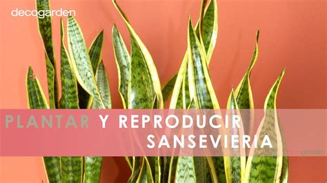 Cómo Plantar Y Reproducir Sansevieria O Lengua De Tigre 🌿 👩‍🌾