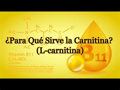 Para qué sirve la Carnitina L carnitina YouTube