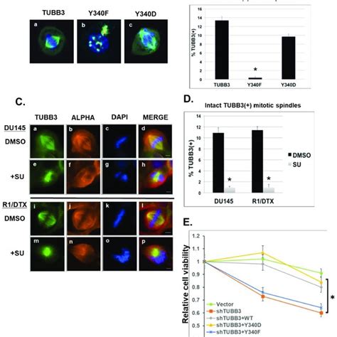 Effects Of Tubb Y Phosphorylation On Its Subcellular Localization