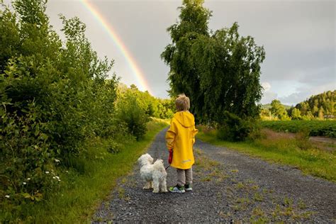 Respira Profundo Al Saber Si Tu Perro Fallecido Te Visita Y A N Est