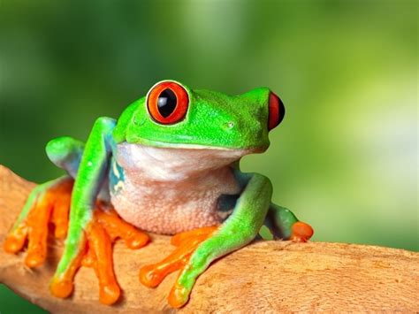Лягушка — Frog