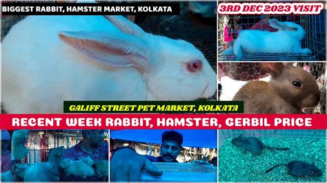 Recent Rabbit Hamster Gerbil Price Update Galiff Street Cheapest Pet