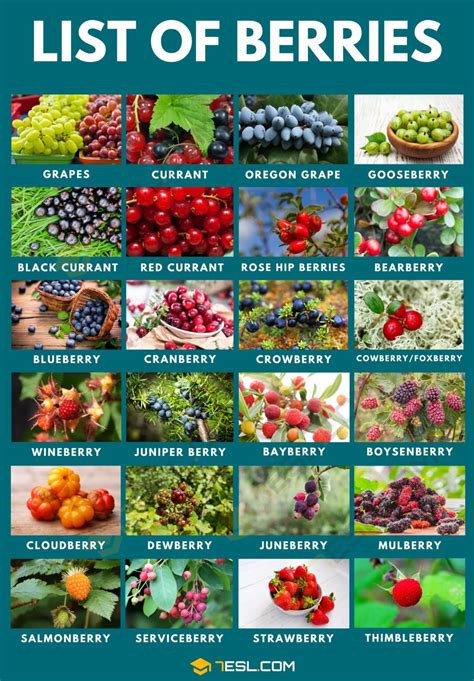 Types of Berries in English • 7ESL