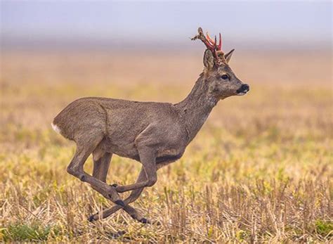 Roe Deer Habitat Diet And Adaptations Britannica