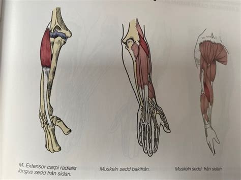 M Extensor Carpi Radialis Longus Flashcards Quizlet