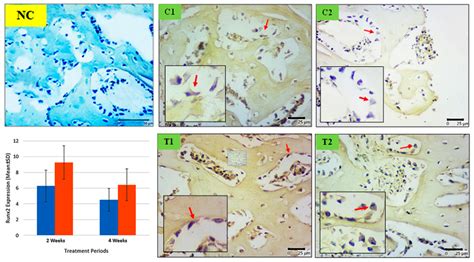 Differences Of Runx2 Expression In Osteoblast Cells Between Groups