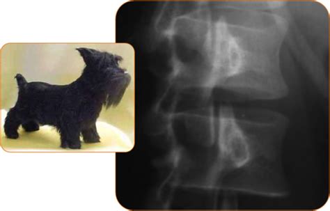 Radiology Signs • Scotty dog sign - refers to the normal appearance...