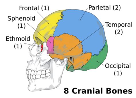 OSTEOLOGY OF THE SKULL BONES OF THE NEUROCRANIUM AND VISCEROCRANIUM