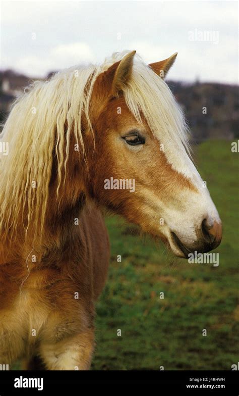 Haflinger Pony Fotos Und Bildmaterial In Hoher Auflösung Alamy