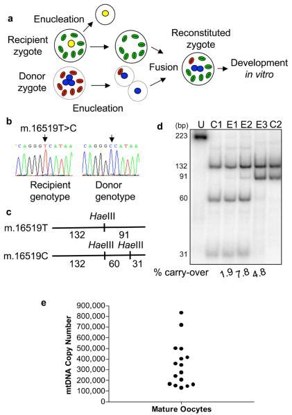 Pronuclear Transfer In Human Embryos To Prevent Transmission Of