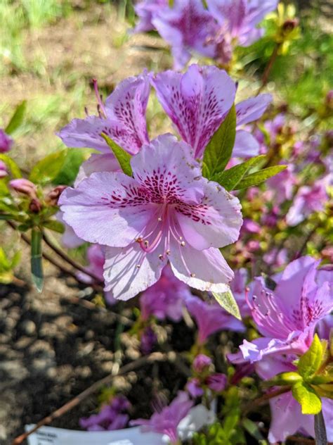 My Azaleas are Blooming - The Martha Stewart Blog