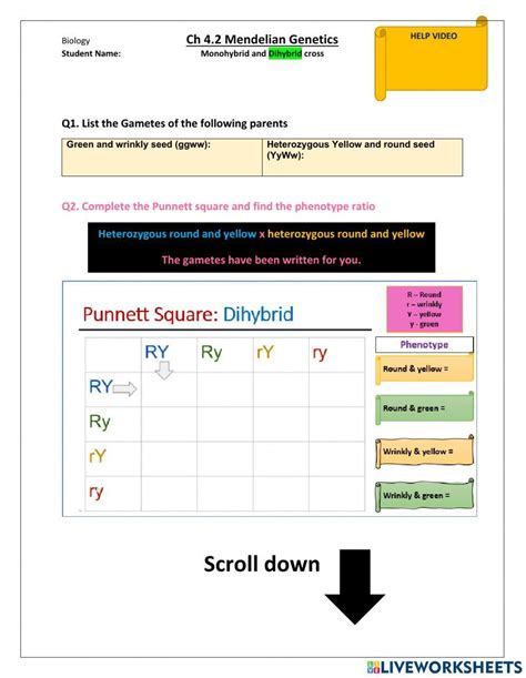 Dihybrid Cross Worksheet Live Worksheets Worksheets Library