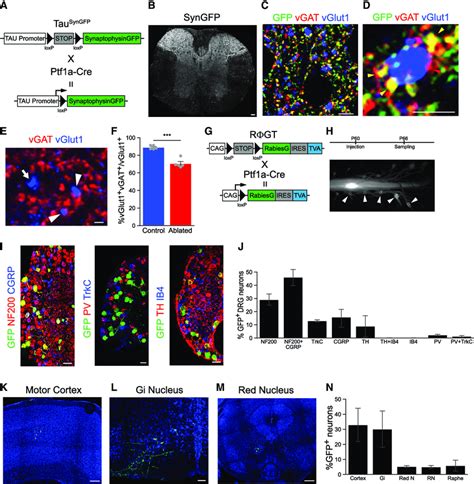 Mechanosensory And Motor Input To Ptf1a Cre Presynaptic Neurons A