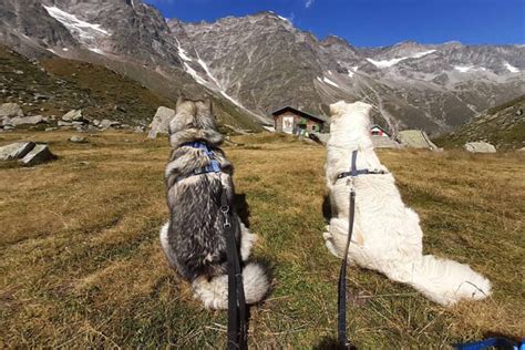 Insegna Al Tuo Cane A Non Tirare Al Guinzaglio La Guida Completa