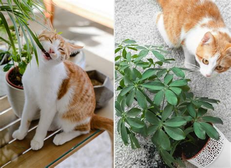 Plantas En Maceta Seguras Para Los Gatos Lista De Flores Que Puede