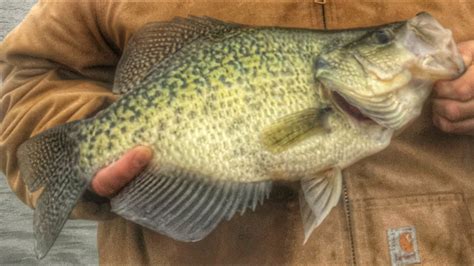 Illinois Angler Catches A Giant Crappie From The Bank Youtube