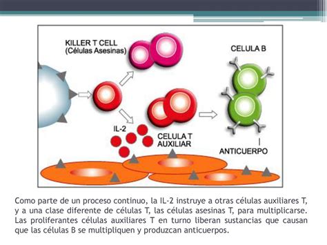 La Respuesta Inmune Inmunoterapia Ppt Descargar