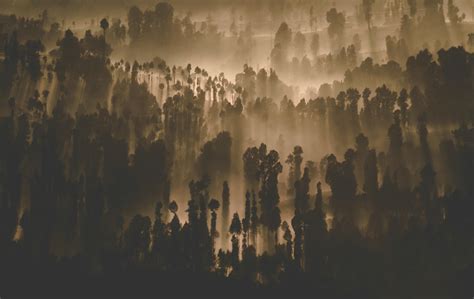 1000 Beautiful Dark Forest Photos · Pexels · Free Stock Photos