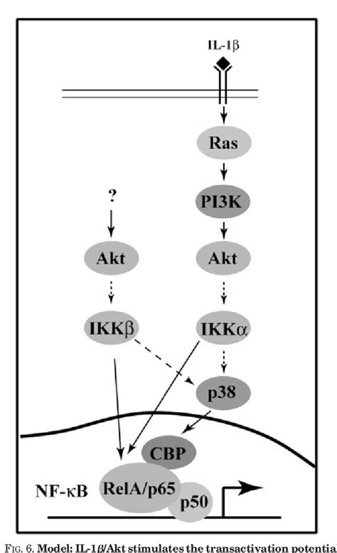 Figure 2 From Akt Stimulates The Transactivation Potential Of The Rela