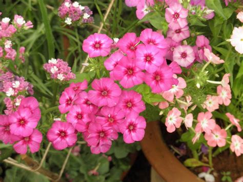 Hạt Giống Hoa Thanh Trúc Vua Hạt Giống