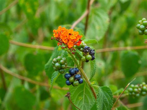 Lantana Seeds Grow Your Own Beautiful Flowering Shrub