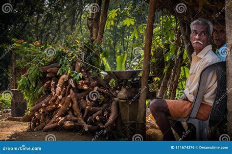 Tapioca Harvesting in Kerala Editorial Photo - Image of harvesting ...