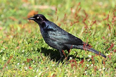 Blackbirds in Arizona: 10 Species To Keep an Eye Out For