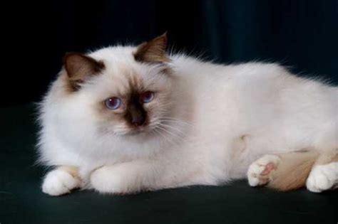 Birman Cat Club of Australia | Birman Cat Information