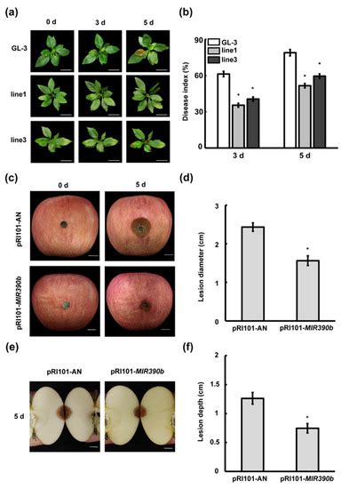 Plants Free Full Text Mir390 Is Involved In Regulating Anthracnose