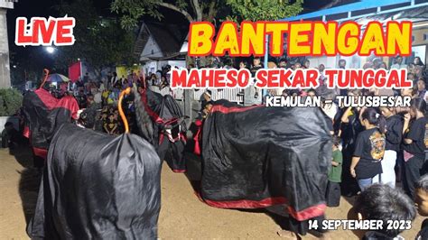 Live Bantengan Maheso Sekar Tunggal Kemulan Tulusbesar Youtube