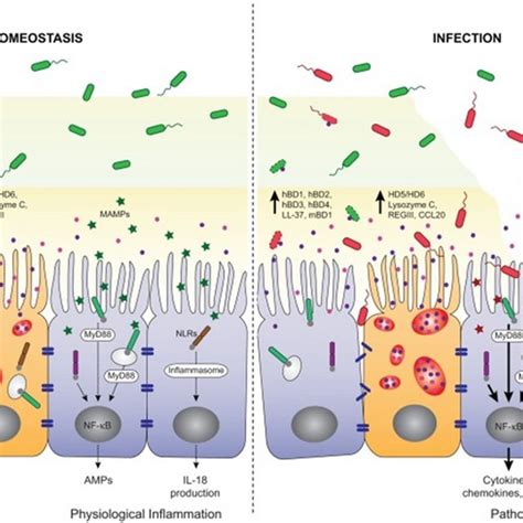 Schematic Diagram Of Obesity And Intestinal Mucosal Barrier Dysfunction Download Scientific