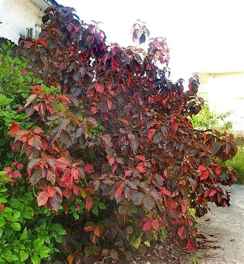 Acalypha Wilkesiana Müllarg Copper Leaf World Flora Plntnet