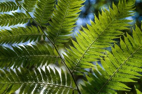 Imagen Gratis Hoja Flora Naturaleza Hierba Ecolog A Verano